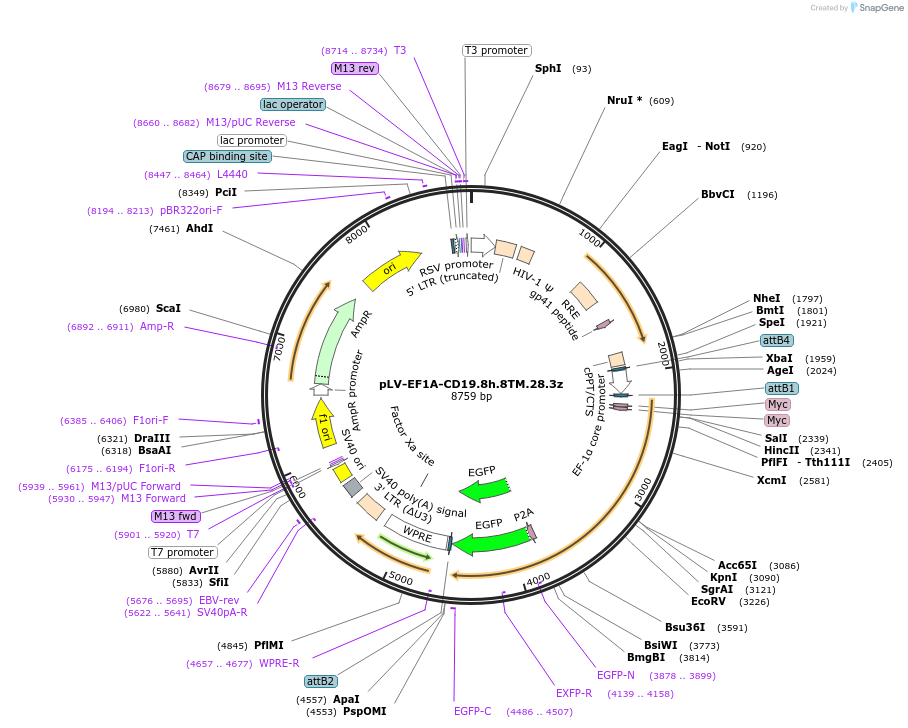 200670-plasmid-map-sequence-id-391814
