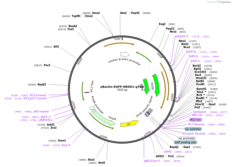 196857-plasmid-map-sequence-id-391816