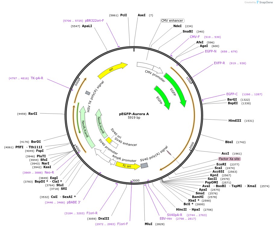 198402-plasmid-map-sequence-id-391818