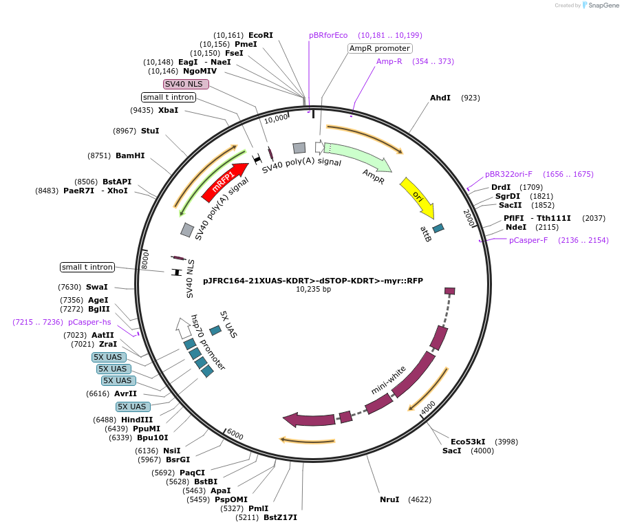 32141-plasmid-map-sequence-id-39182