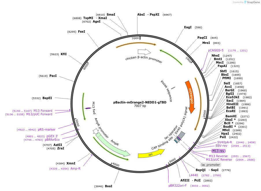 196858-plasmid-map-sequence-id-391826