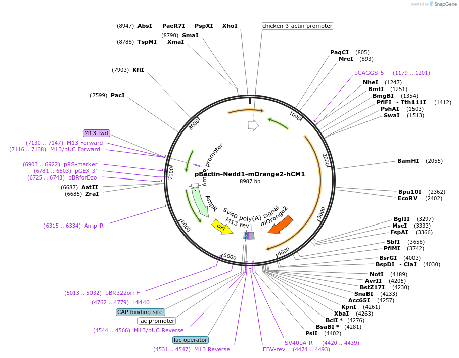 196863-plasmid-map-sequence-id-391832