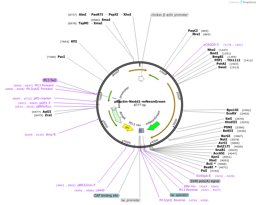 196864-plasmid-map-sequence-id-391833