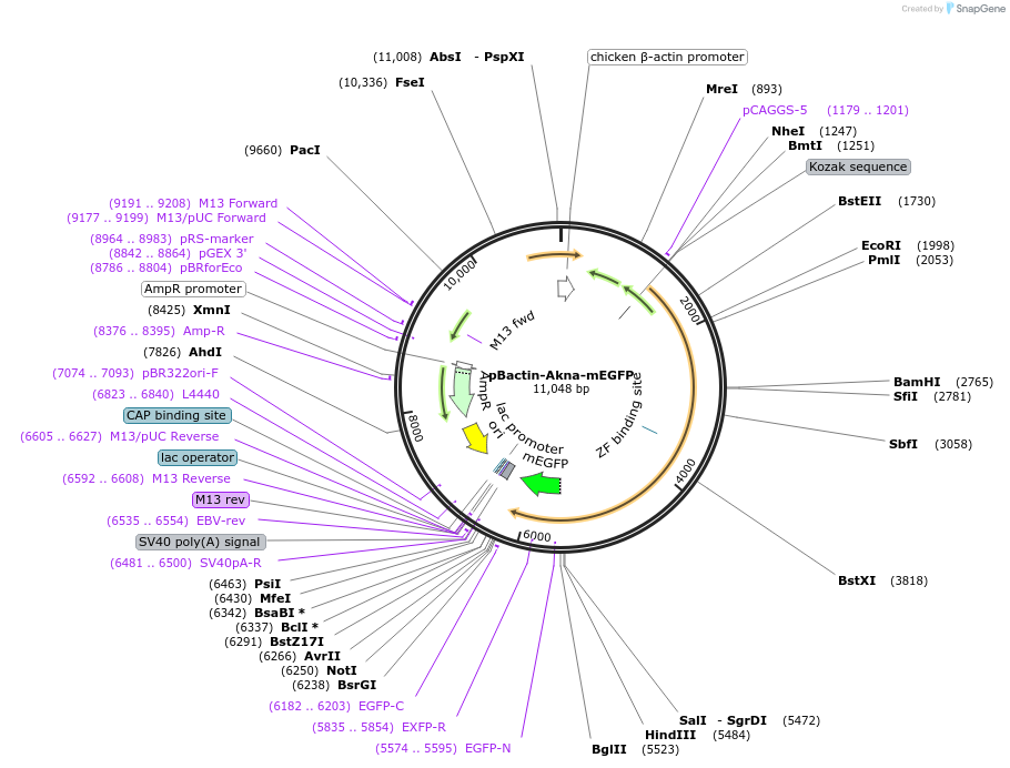 196866-plasmid-map-sequence-id-391835
