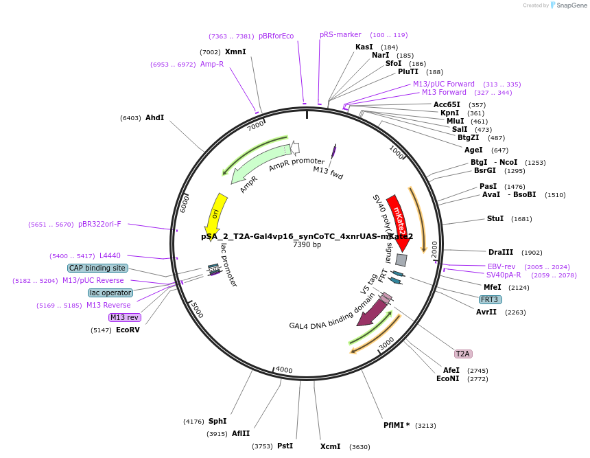 199483-plasmid-map-sequence-id-391836