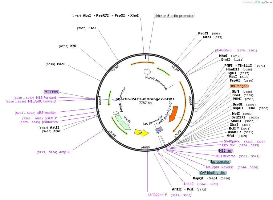 196868-plasmid-map-sequence-id-391838