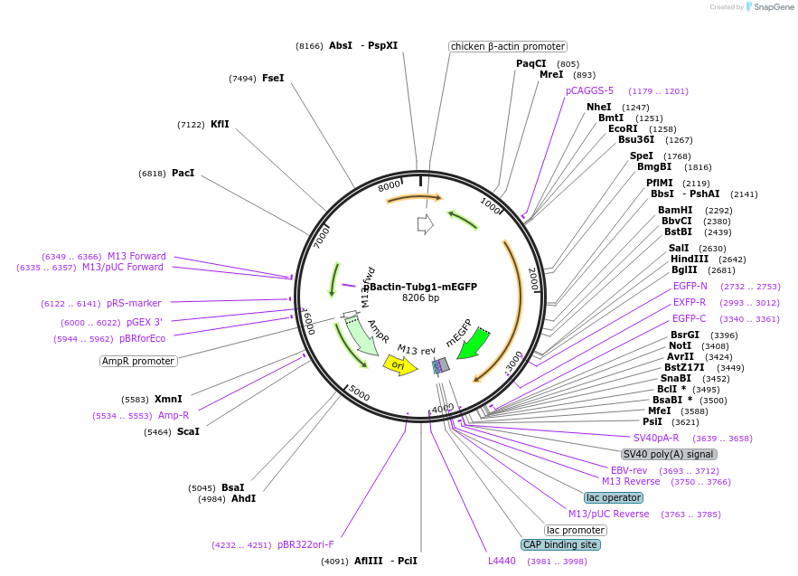196870-plasmid-map-sequence-id-391840