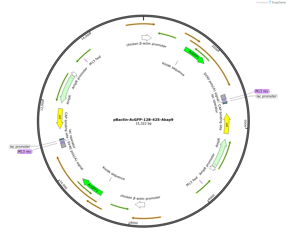 196871-plasmid-map-sequence-id-391844