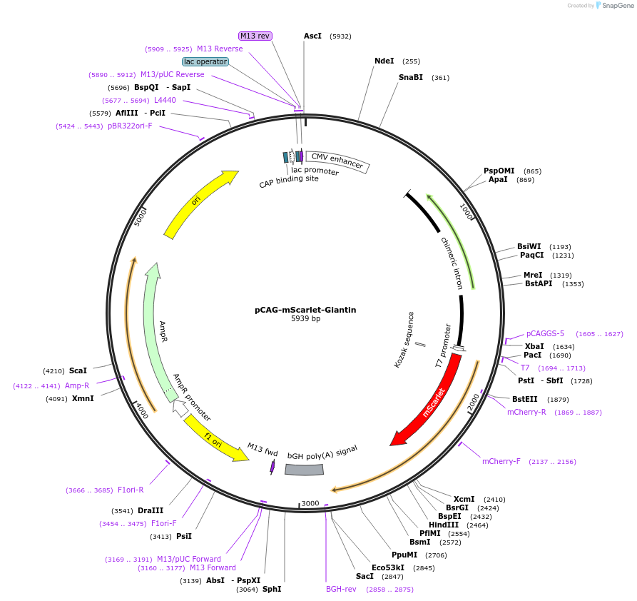 196872-plasmid-map-sequence-id-391845