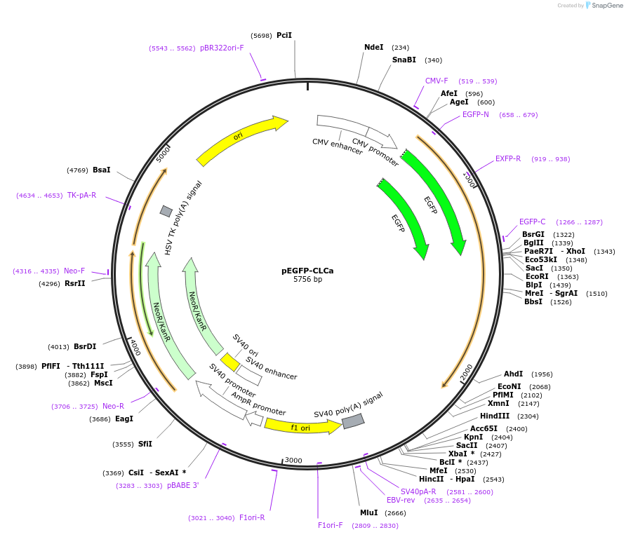 196912-plasmid-map-sequence-id-391846