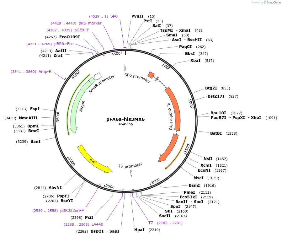 33139-plasmid-map-sequence-id-39185