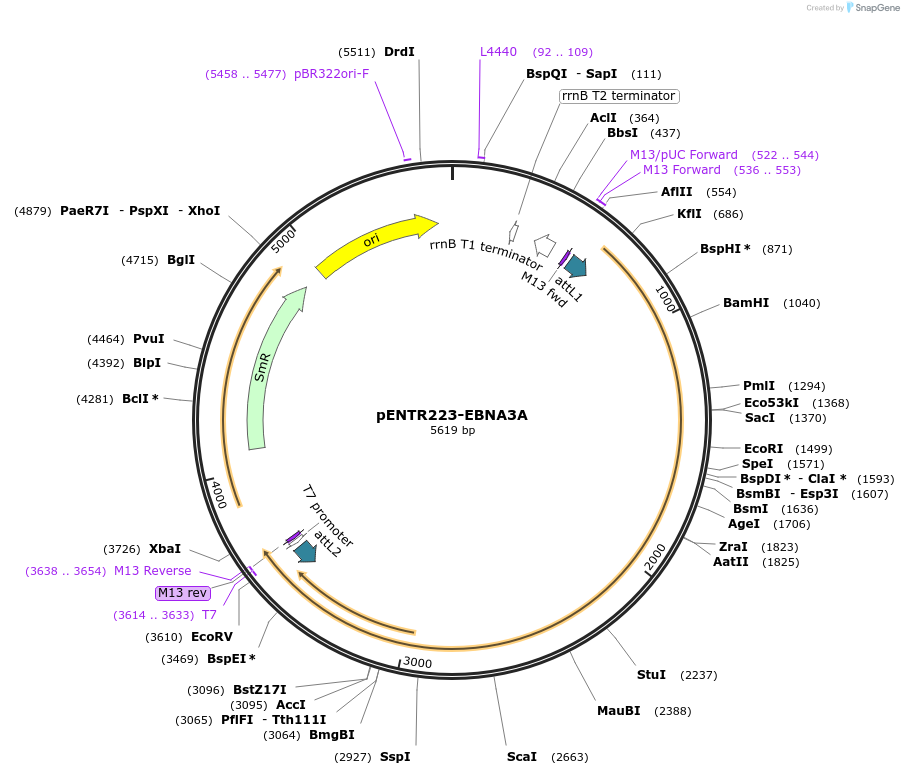 198575-plasmid-map-sequence-id-391859