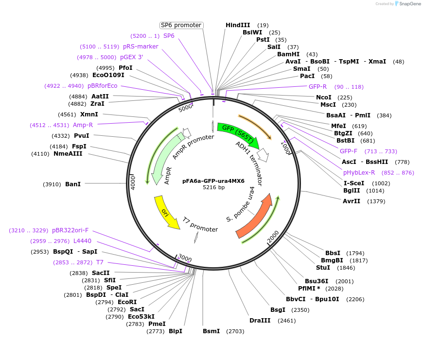 33140-plasmid-map-sequence-id-39186