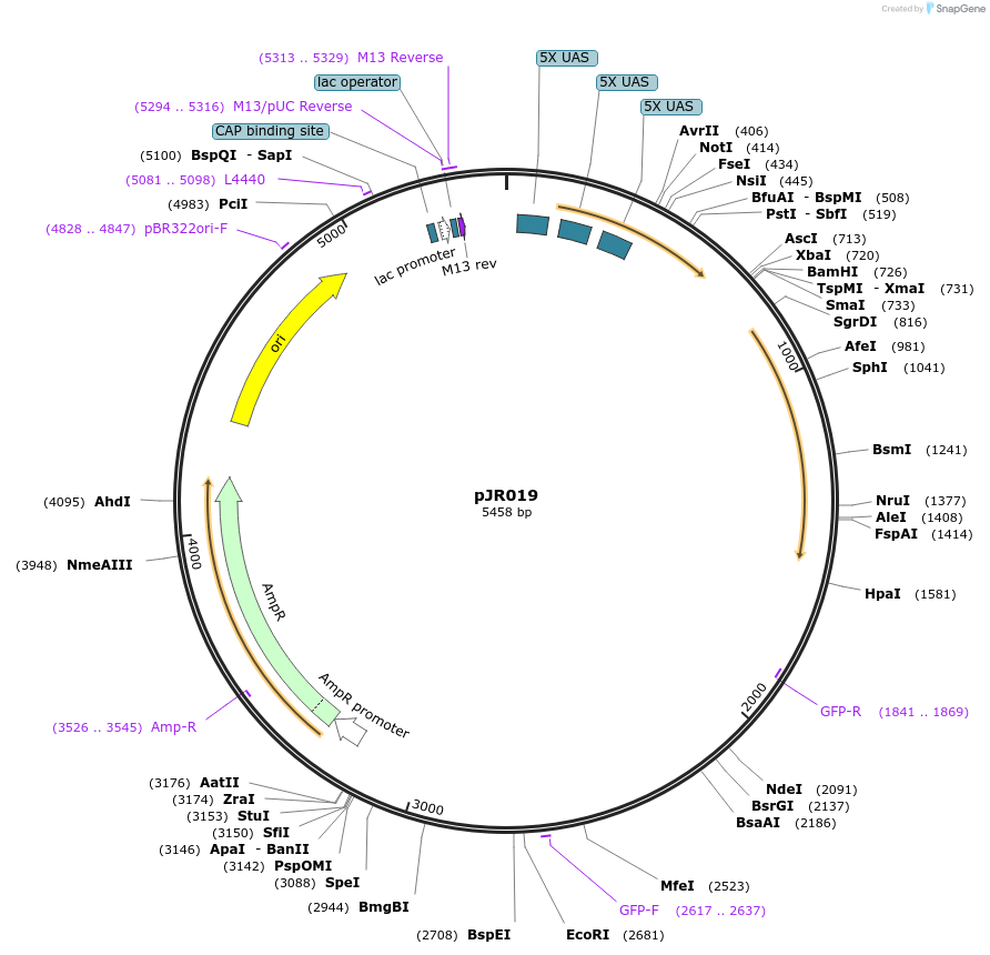 198834-plasmid-map-sequence-id-391860