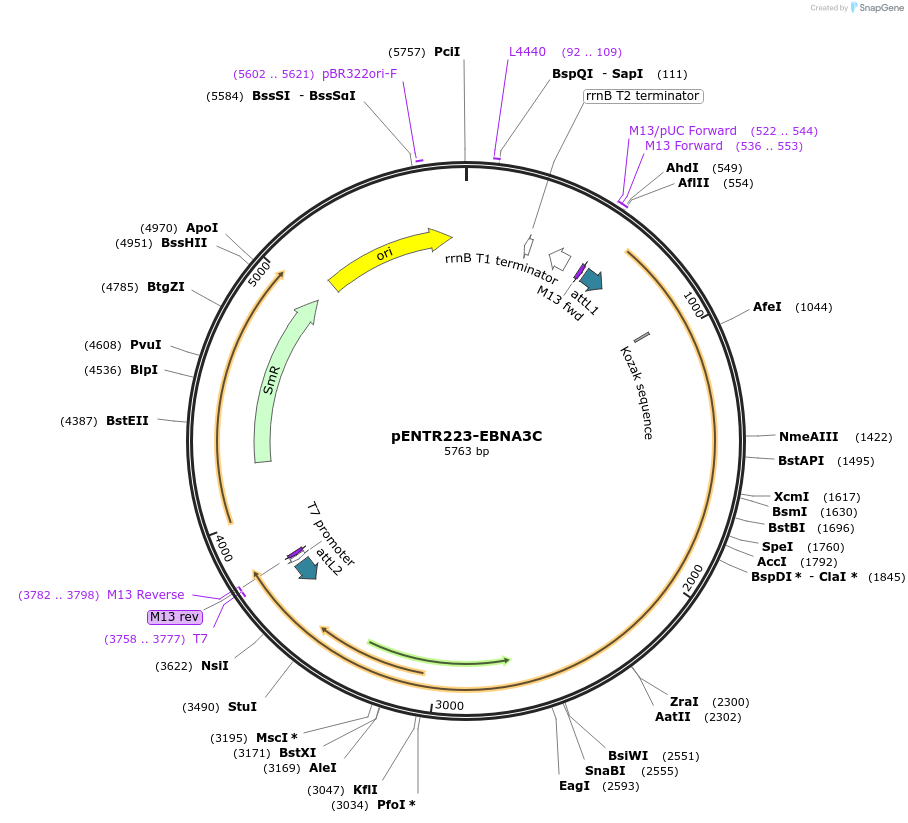 198576-plasmid-map-sequence-id-391866
