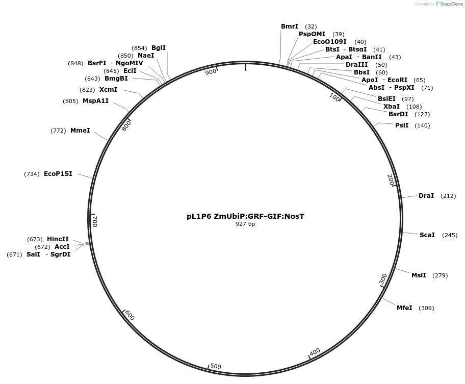 198049-plasmid-map-sequence-id-391867