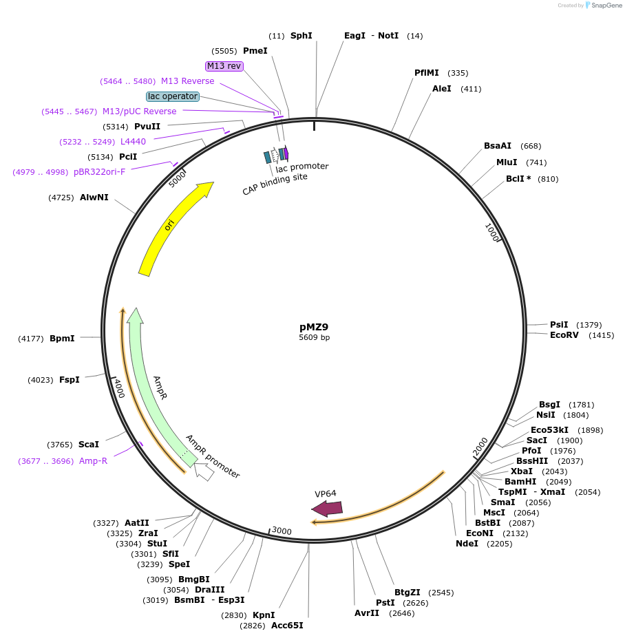 198786-plasmid-map-sequence-id-391869
