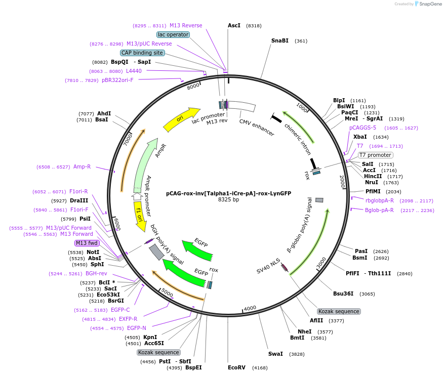 196874-plasmid-map-sequence-id-391870