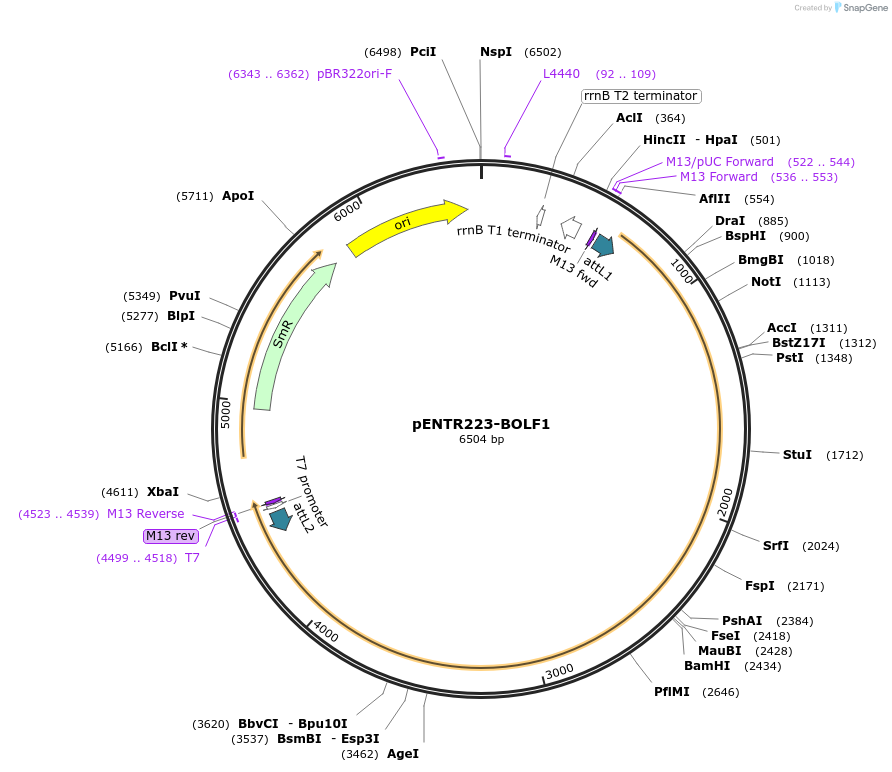 198579-plasmid-map-sequence-id-391873