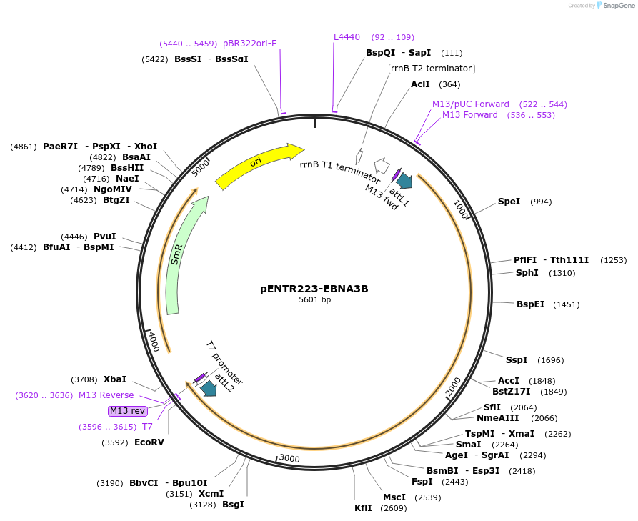 198574-plasmid-map-sequence-id-391877