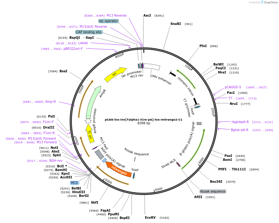 196877-plasmid-map-sequence-id-391880