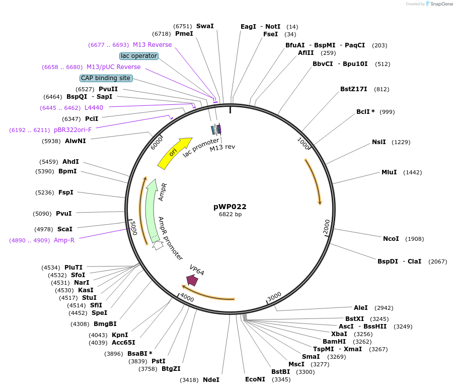 198798-plasmid-map-sequence-id-391886