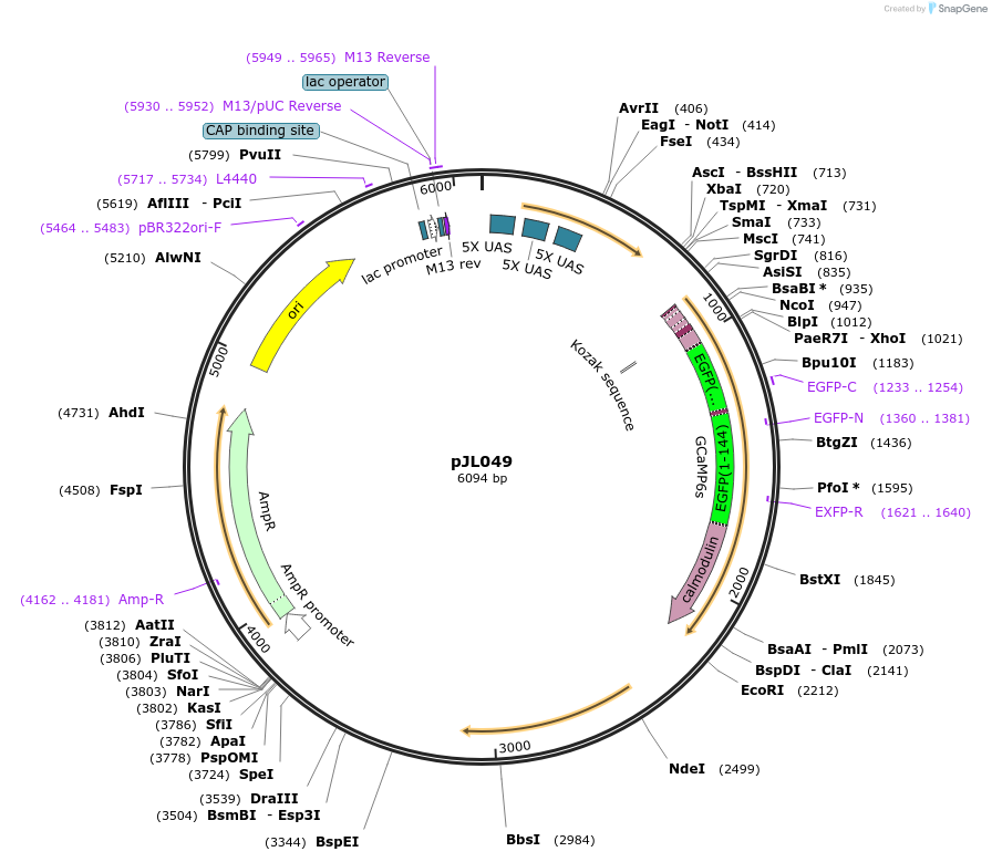 198809-plasmid-map-sequence-id-391887