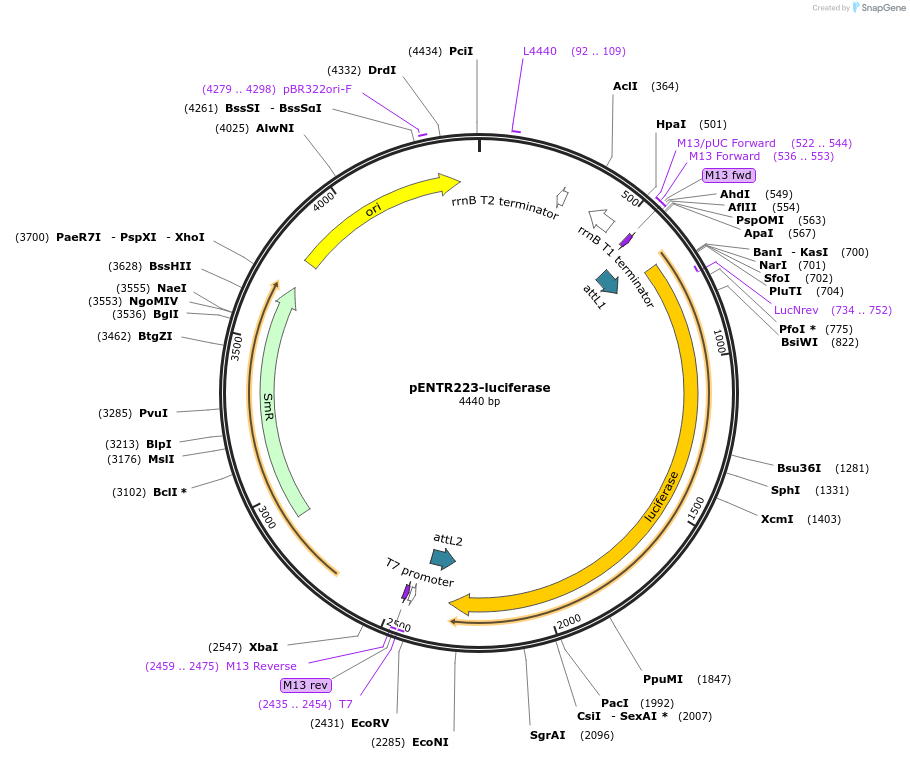 198590-plasmid-map-sequence-id-391892