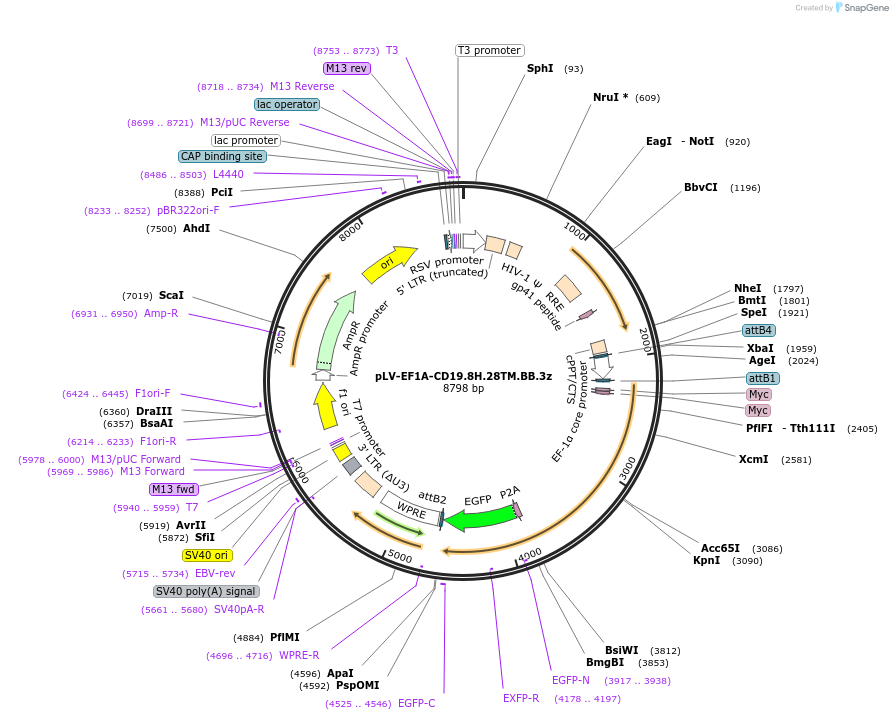 200675-plasmid-map-sequence-id-391899