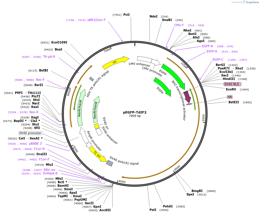 199699-plasmid-map-sequence-id-391901