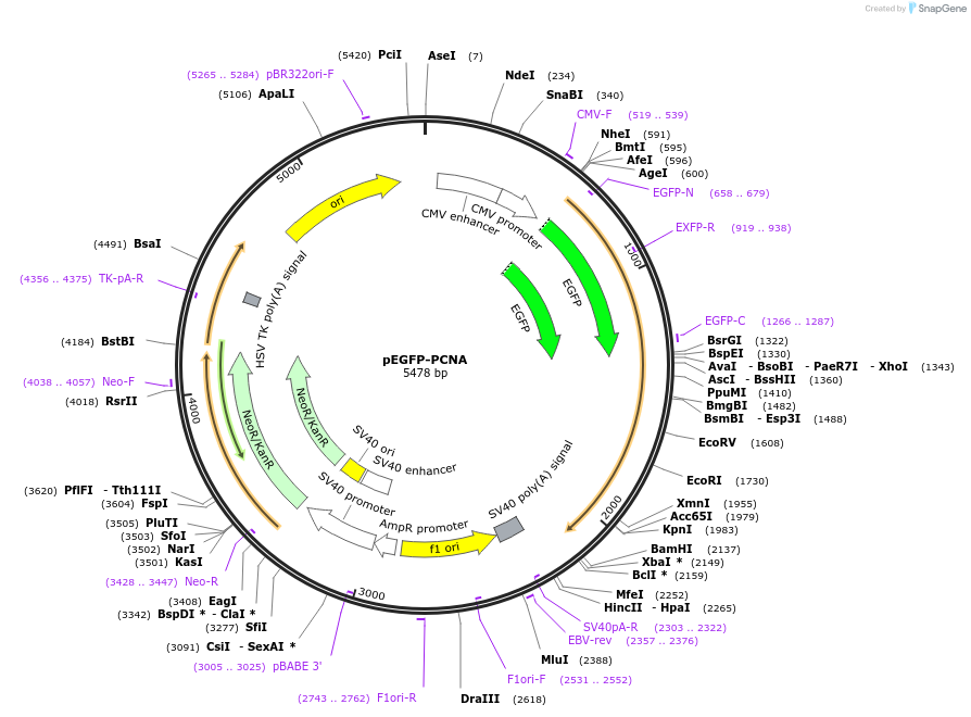199702-plasmid-map-sequence-id-391904