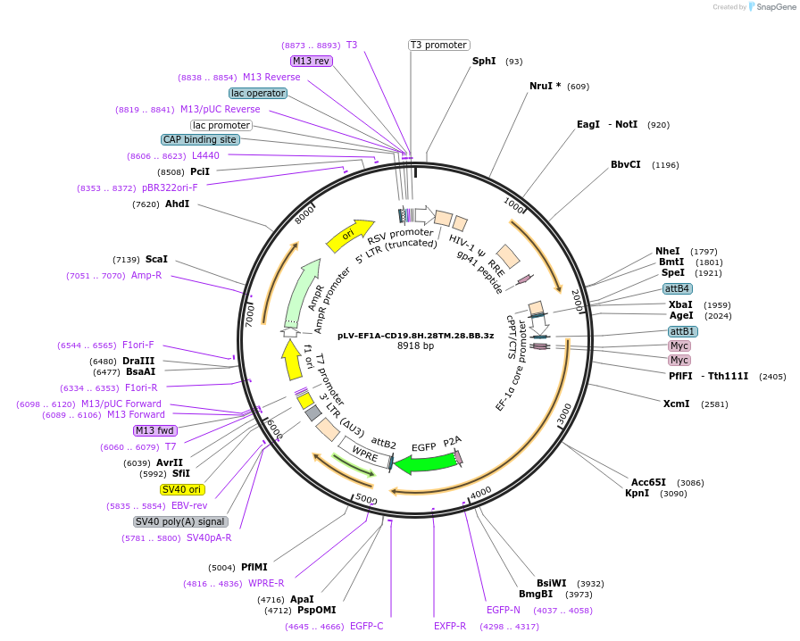 200676-plasmid-map-sequence-id-391908