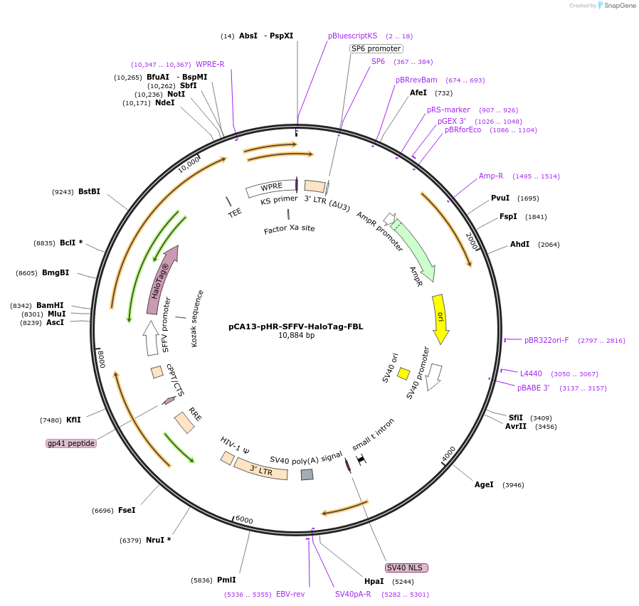 199444-plasmid-map-sequence-id-391912