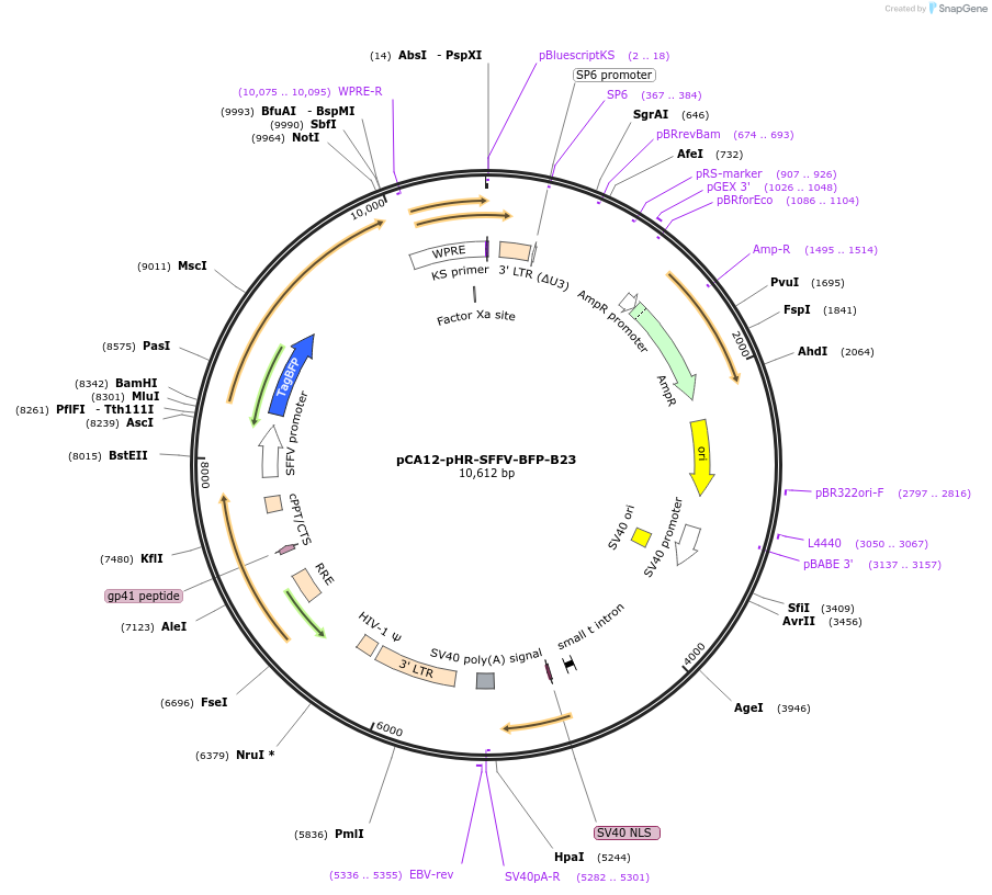 199443-plasmid-map-sequence-id-391914