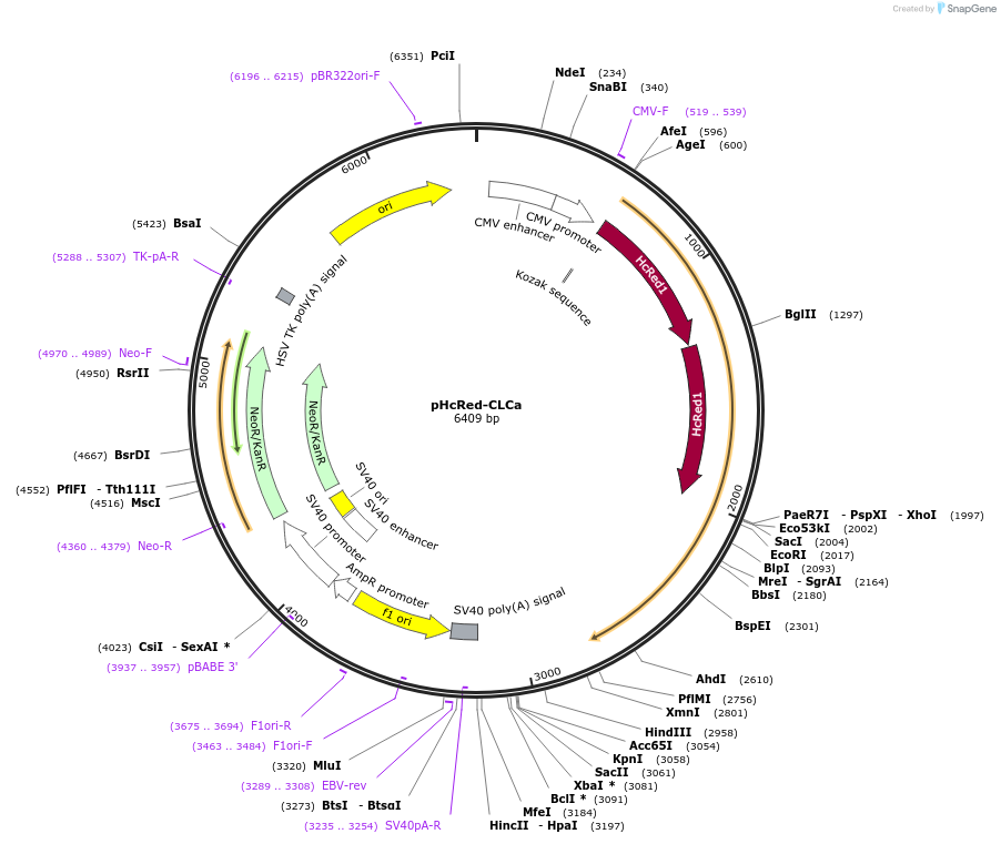 196911-plasmid-map-sequence-id-391915