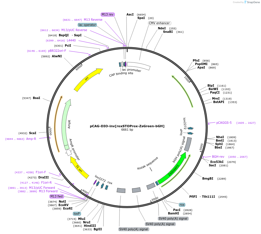 196883-plasmid-map-sequence-id-391916