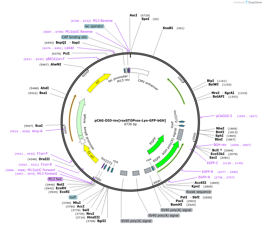196884-plasmid-map-sequence-id-391917