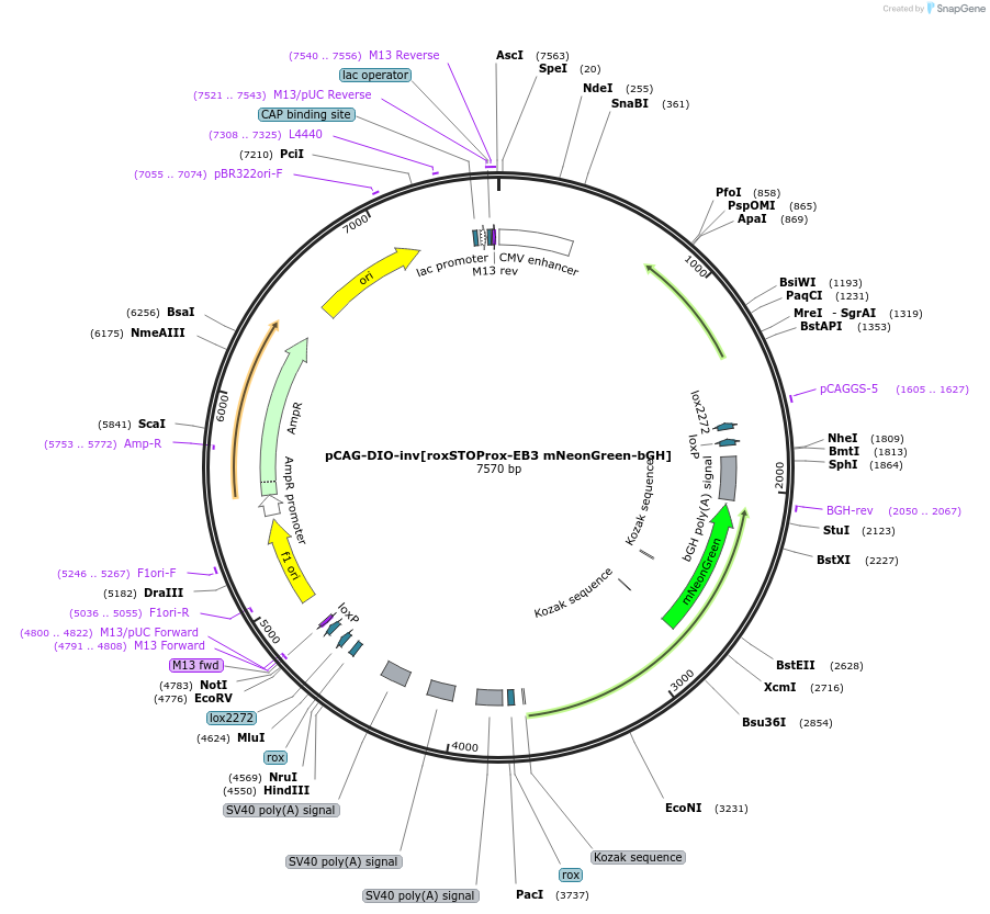 196885-plasmid-map-sequence-id-391918