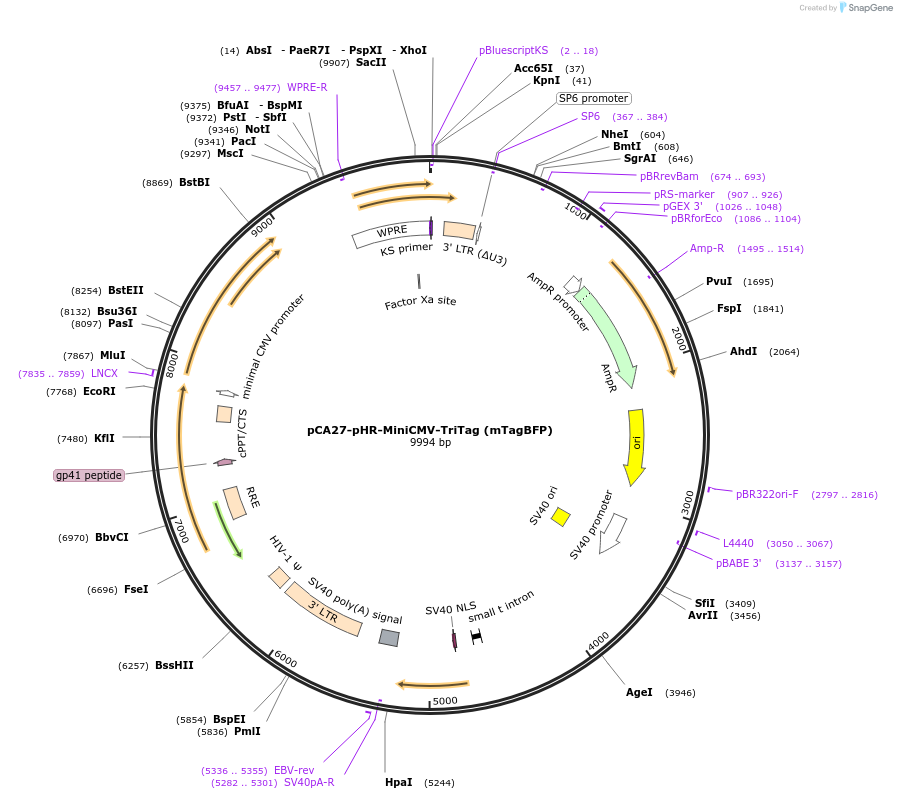 199458-plasmid-map-sequence-id-391920