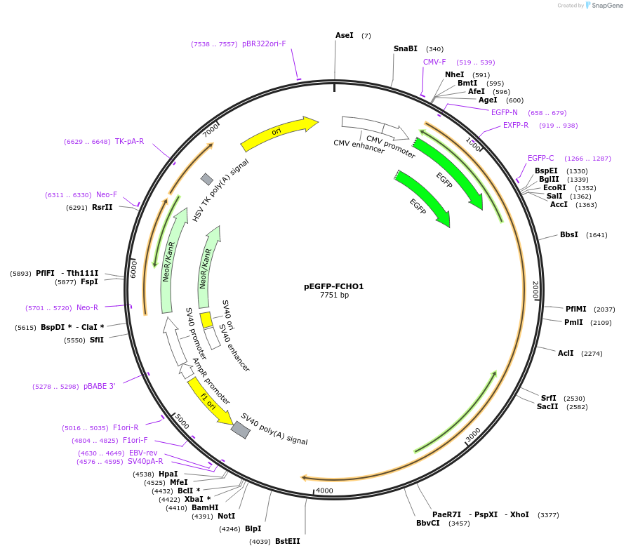 196910-plasmid-map-sequence-id-391928