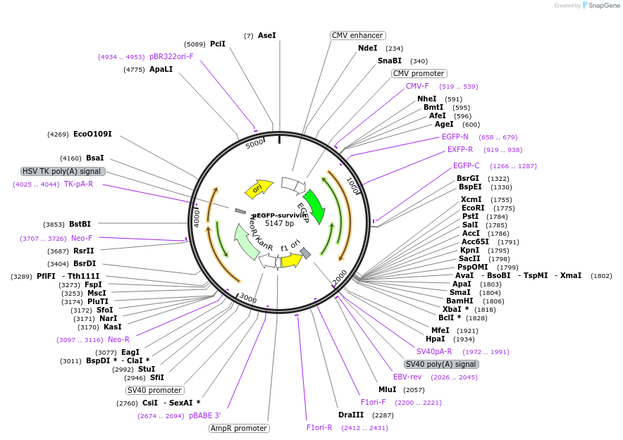 196908-plasmid-map-sequence-id-391930