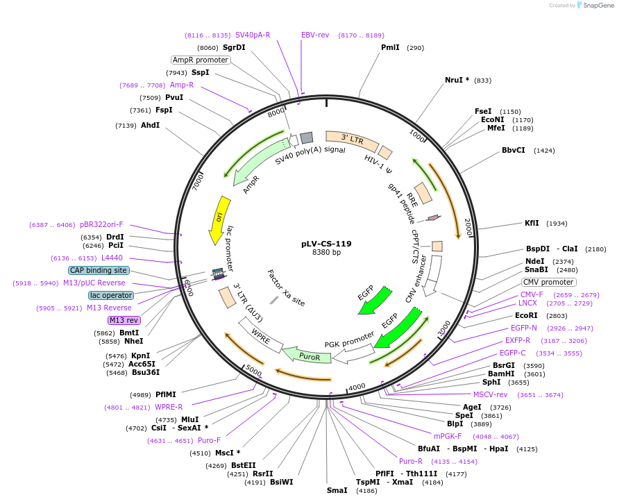 197135-plasmid-map-sequence-id-391931