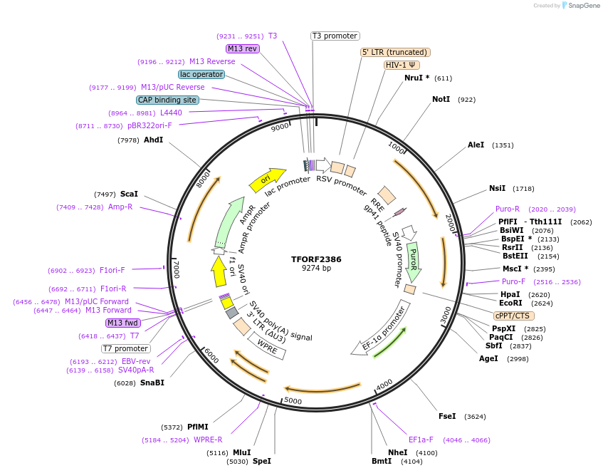 143589-plasmid-map-sequence-id-391946