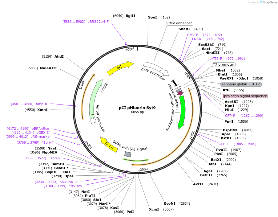 184510-plasmid-map-sequence-id-391949