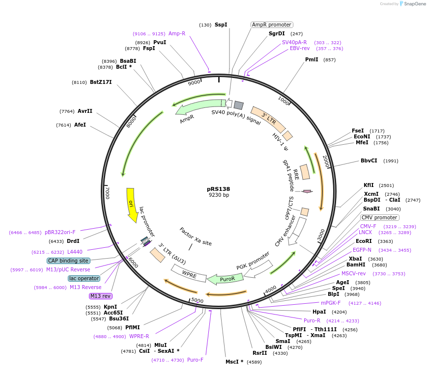 197142-plasmid-map-sequence-id-392004