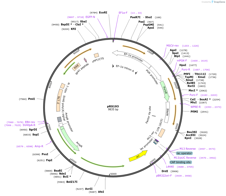 197143-plasmid-map-sequence-id-392018