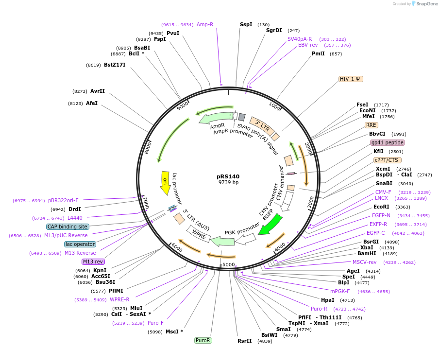 197141-plasmid-map-sequence-id-392024
