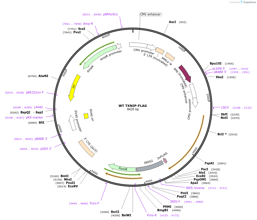 200091-plasmid-map-sequence-id-392032