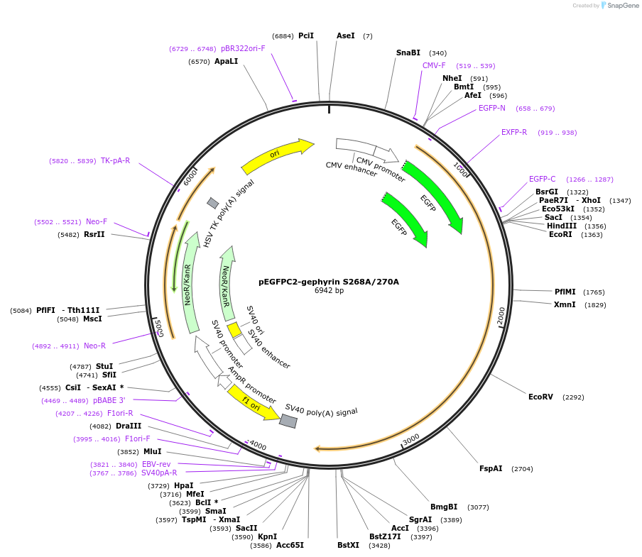 199608-plasmid-map-sequence-id-392033
