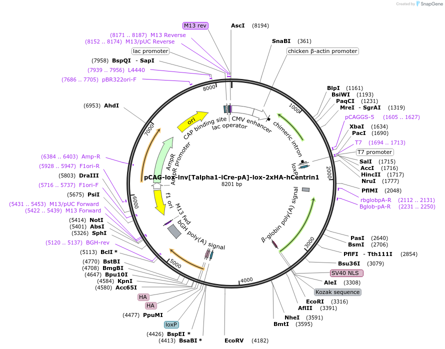 196891-plasmid-map-sequence-id-392064